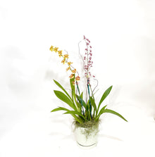  Double_Oncidium