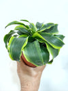 4" DRACAENA Tornado