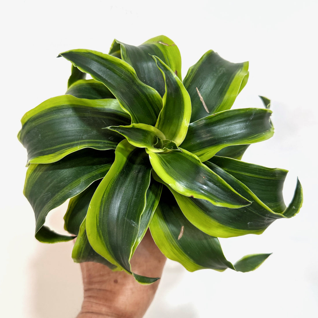  Dracaena_tornado_a