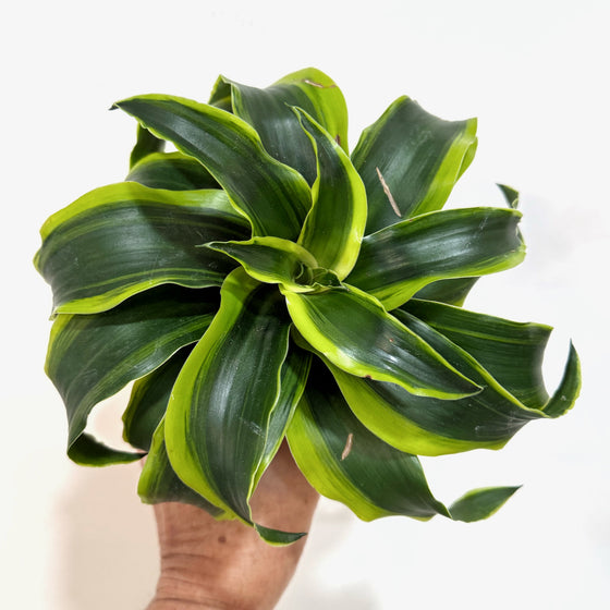 Dracaena_tornado_a