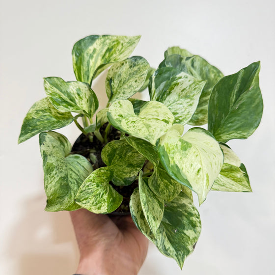 pothos manjula vs marble queen 4" Epipremnum Aureum 'Manjula Compacta' – Leaf & Moss