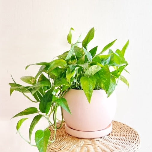 Epipemnum Pinnatum Aurea in Pink Planter