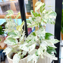  Epipremnum_Pinnatum_Marble