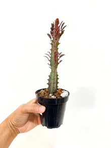 2" Euphorbia Trigona