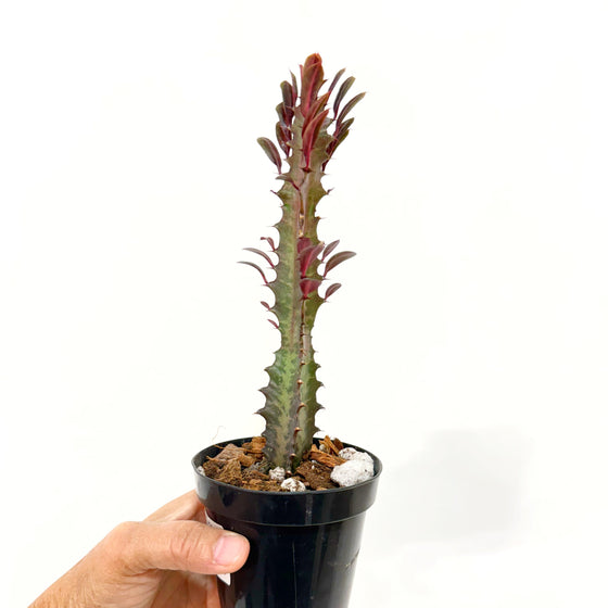 2" Euphorbia Trigona