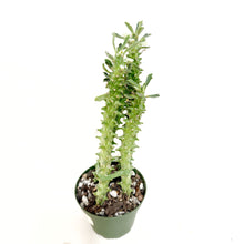  Potted plant with a white background