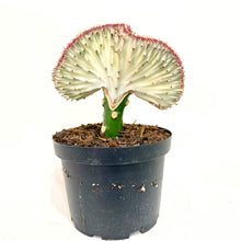  Potted plant with unique leaf structure on a white background