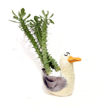  Euphorbiaguentheriduckplanter
