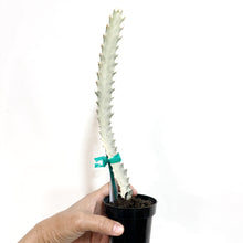  Euphorbiawhiteghost