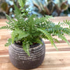 Fern_vintage_pot