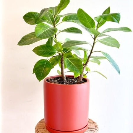 8" Ficus Altissima Variegated in 10" Roasted Pepper Ceramic planter