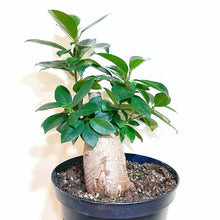  A potted Ficus Ginseng plant with green leaves and a visible root ball.