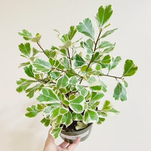  6" Ficus Triangulis Varigated