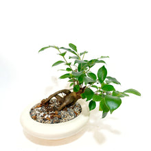  Potted plant with a white pot on a white background