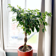  Ficus_benjamin_braid