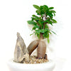 Ficus_bonsai