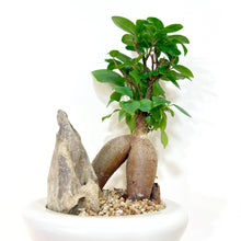  Ficus_bonsai