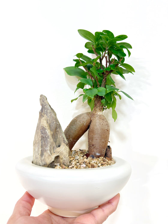 Ficus Bonsai in Birdie Planter