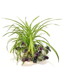  Foliage_arrangement