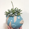 Haworthia_blue_fish