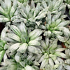 Haworthia_cooperii_0564860c-37a9-4fac-be55-14909184a1e6