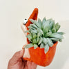 Haworthia_cooperii_Pelican