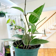  6" Hoya Macrophylla