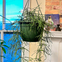  hoya_retusa