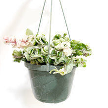  Hoya_Compacta_HB