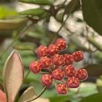 Hoya ‘DS70’ Variegated