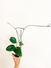4" Hoya doi - tung (Trellis)