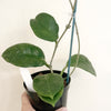 Hoya_Doi_tung_a