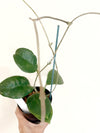 4" Hoya doi - tung (Trellis)