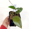 Hoya_LP006