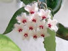 3" Hoya LP006 (H. erythrina x H. caudata)