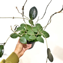  6" Hoya Parasitica Splash