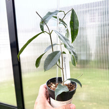  Hand holding a small potted plant in front of a glass door