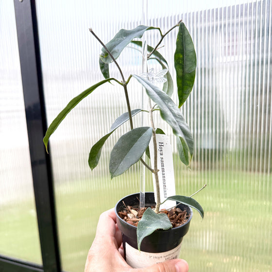 Hand holding a small potted plant in front of a glass door