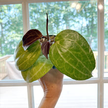 Hoya_Sarawak