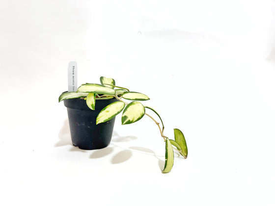 4" Hoya acuta (Inner variegation) HB