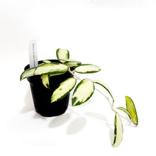  Hoya_acuta_b
