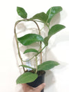 4" Hoya calycina "Stargazer"