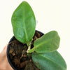Hoya_calycina_Stargazer