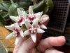 4" Hoya calycina "Stargazer"