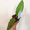Hoya_clemensiorn1