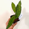 Hoya_clemensiorum