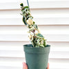 Hoya_compacta