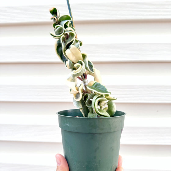 Hoya_compacta