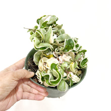  Hoya_compacta_6