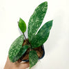 Hoya_crassipetiolata_x_michele